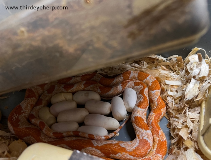 Albino Corn Snake